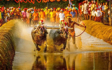 ಪಿಲಿಕುಳ ಕಂಬಳ ಮುಂದೂಡಿಕೆ