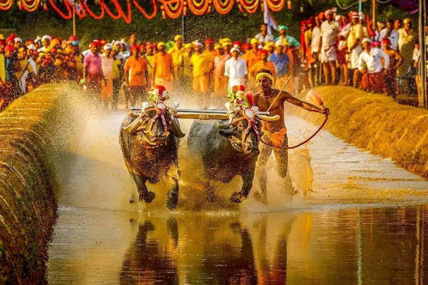 ಪಿಲಿಕುಳ ಕಂಬಳ ಮುಂದೂಡಿಕೆ