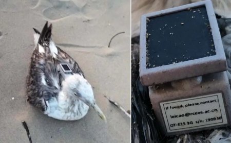 ನೌಕಾನೆಲೆಗೆ ಹಾರಿಬಂದ ಸೀಗಲ್​ ಹಕ್ಕಿಯಲ್ಲಿ ಚೀನಾದ GPS ಟ್ರ್ಯಾಕರ್ ಪತ್ತೆ