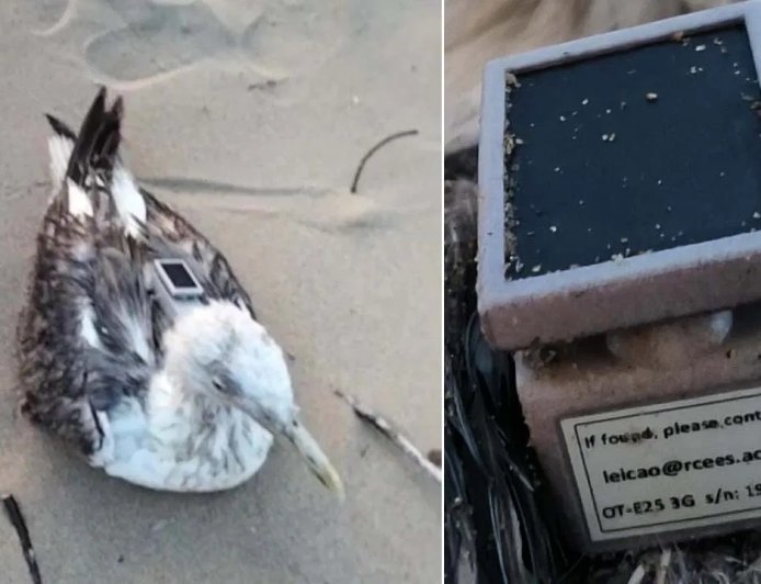 ನೌಕಾನೆಲೆಗೆ ಹಾರಿಬಂದ ಸೀಗಲ್​ ಹಕ್ಕಿಯಲ್ಲಿ ಚೀನಾದ GPS ಟ್ರ್ಯಾಕರ್ ಪತ್ತೆ