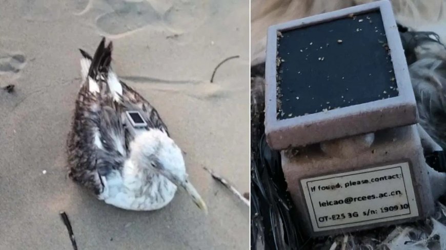 ನೌಕಾನೆಲೆಗೆ ಹಾರಿಬಂದ ಸೀಗಲ್​ ಹಕ್ಕಿಯಲ್ಲಿ ಚೀನಾದ GPS ಟ್ರ್ಯಾಕರ್ ಪತ್ತೆ