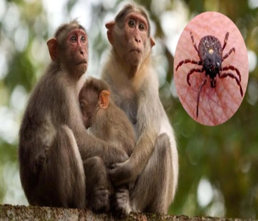 ಮಂಗನ ಕಾಯಿಲೆ ಭೀತಿ: ಶಿವಮೊಗ್ಗದ ಬಳಿಕ, ಶಿರಸಿಯಲ್ಲೂ ಲ್ಯಾಬ್​​ ಆರಂಭಕ್ಕೆ ನಿರ್ಧಾರ