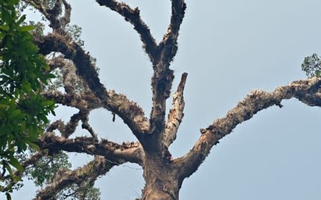 ಹೊಸಗುಂದದ ಹಸಿರು ಅಜ್ಜ: ಆರು ಶತಮಾನಗಳ ಸಾಕ್ಷಿ