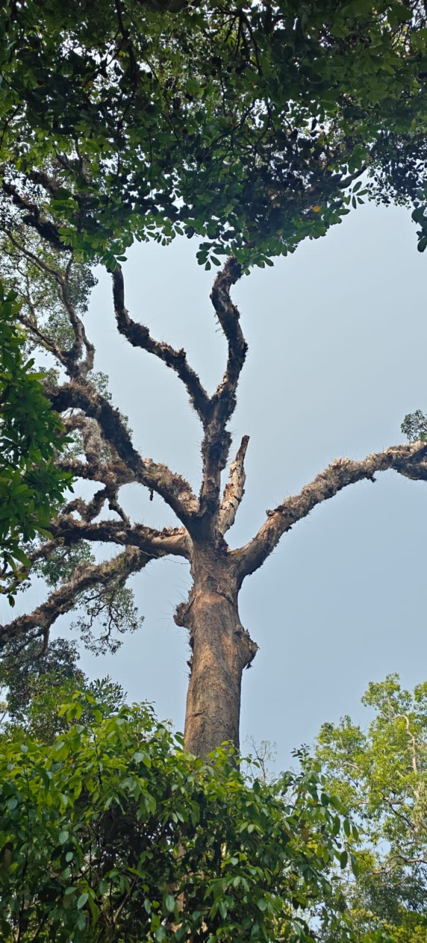 ಹೊಸಗುಂದದ ಹಸಿರು ಅಜ್ಜ: ಆರು ಶತಮಾನಗಳ ಸಾಕ್ಷಿ