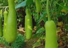 ಹಿತ್ತಲ ಗಿಡ ಮದ್ದು: ಸೋರೆಕಾಯಿ