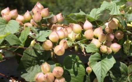 ಹಿತ್ತಲ ಗಿಡ ಮದ್ದು: ತ್ರಿವೃತ್