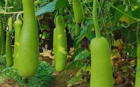 ಹಿತ್ತಲ ಗಿಡ ಮದ್ದು: ಸೋರೆಕಾಯಿ