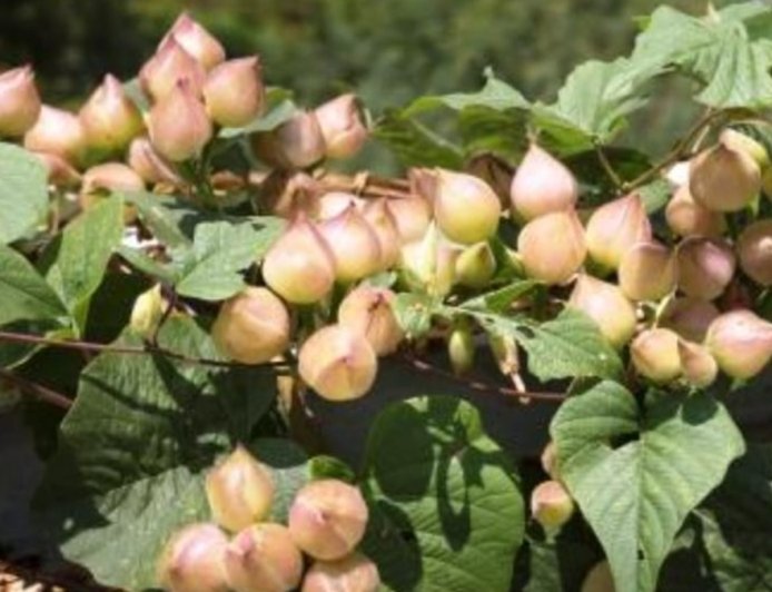 ಹಿತ್ತಲ ಗಿಡ ಮದ್ದು: ತ್ರಿವೃತ್