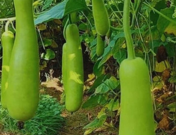 ಹಿತ್ತಲ ಗಿಡ ಮದ್ದು: ಸೋರೆಕಾಯಿ