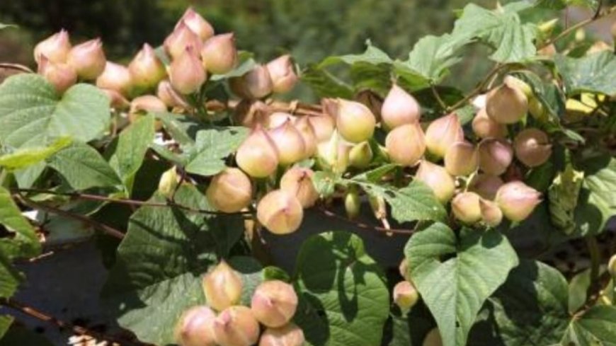 ಹಿತ್ತಲ ಗಿಡ ಮದ್ದು: ತ್ರಿವೃತ್