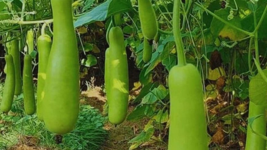 ಹಿತ್ತಲ ಗಿಡ ಮದ್ದು: ಸೋರೆಕಾಯಿ