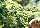 ಹಿತ್ತಲ ಗಿಡ ಮದ್ದು: ಗುಗ್ಗುಲು.. ಉಪಯೋಗಳೇನು?