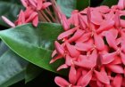 ಹಿತ್ತಲ ಗಿಡ ಮದ್ದು: ಇಕ್ಸೋರಾ.. ಇದರ ಪ್ರಯೋಜನಗಳೇನು?