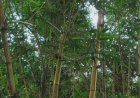 ಬಿದಿರು: ಒಂದು ಅದ್ಭುತ ಔಷಧೀಯ ಮೂಲಿಕೆ