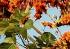 ಪಲಾಶ: ಕಾಡಿನ ಜ್ವಾಲೆ.. ಇದರ ಪ್ರಯೋಜನಗಳೇನು?
