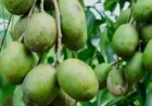 ಅಮಟೆ ಮರ: ಆರೋಗ್ಯಕಾರಿ ಪ್ರಯೋಜನಗಳೇನು ಗೊತ್ತಾ?
