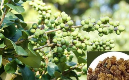 ಹಿತ್ತಲ ಗಿಡ ಮದ್ದು: ಗುಗ್ಗುಲು.. ಉಪಯೋಗಳೇನು?