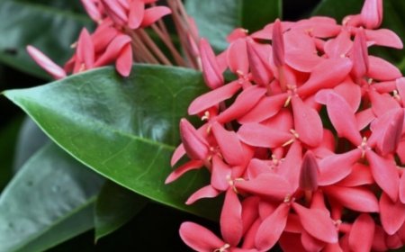 ಹಿತ್ತಲ ಗಿಡ ಮದ್ದು: ಇಕ್ಸೋರಾ.. ಇದರ ಪ್ರಯೋಜನಗಳೇನು?