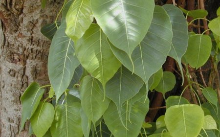 ಅಶ್ವತ್ಥ ವೃಕ್ಷ: ಪವಿತ್ರತೆ & ಔಷಧೀಯ ಮಹತ್ವ
