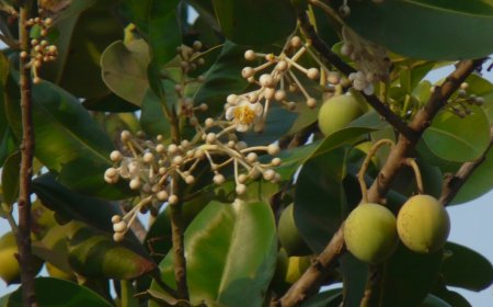 ಪುನ್ನಾಗ: ಇದರ ಉಪಯೋಗಗಳೇನು ಗೊತ್ತಾ?