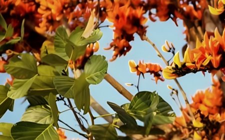 ಪಲಾಶ: ಕಾಡಿನ ಜ್ವಾಲೆ.. ಇದರ ಪ್ರಯೋಜನಗಳೇನು?