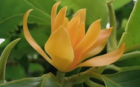 ಸಂಪಿಗೆ: ಸುಗಂಧಭರಿತ ಔಷಧೀಯ ಸಂಪತ್ತು.. ಉಪಯೋಗಗಳೇನು?