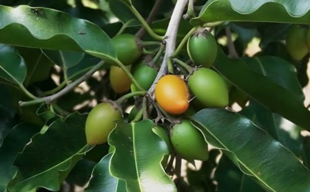 ಬಕುಲ: ಸುಗಂಧ & ಔಷಧದ ಸಂಗಮ.. ಉಪಯೋಗಗಳೇನು?