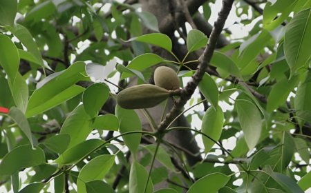 ಶಾಲ್ಮಲಿ ಮೂಲಿಕೆ: ಆರೋಗ್ಯ ವೃದ್ಧಿಗೆ ಸಹಕಾರಿ