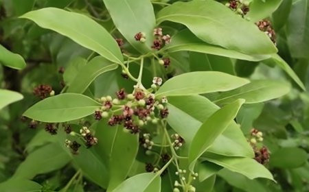 ಶ್ರೀಗಂಧದ ಆರೋಗ್ಯಕಾರಿ ಪ್ರಯೋಜನಗಳೇನು ಗೊತ್ತಾ?
