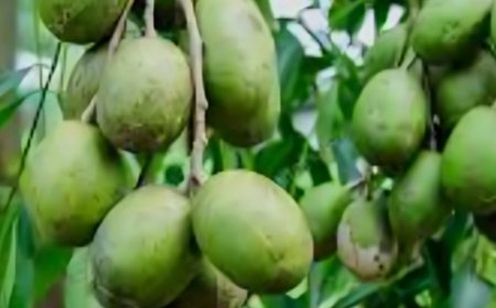 ಅಮಟೆ ಮರ: ಆರೋಗ್ಯಕಾರಿ ಪ್ರಯೋಜನಗಳೇನು ಗೊತ್ತಾ?