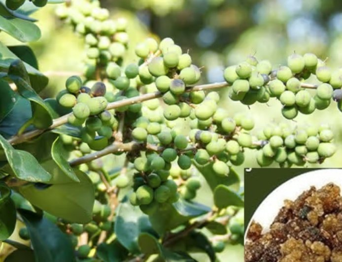 ಹಿತ್ತಲ ಗಿಡ ಮದ್ದು: ಗುಗ್ಗುಲು.. ಉಪಯೋಗಳೇನು?