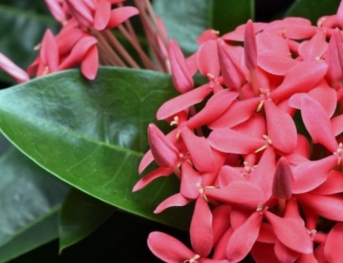 ಹಿತ್ತಲ ಗಿಡ ಮದ್ದು: ಇಕ್ಸೋರಾ.. ಇದರ ಪ್ರಯೋಜನಗಳೇನು?