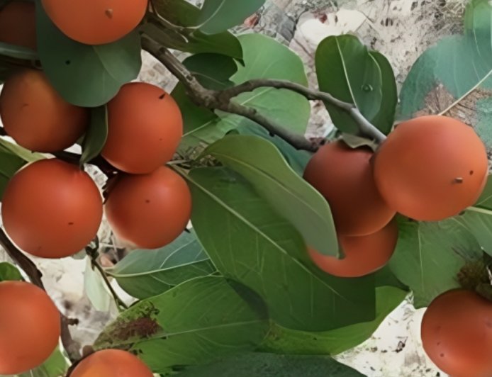 ಕಾಸರಕ: ಒಂದು ಅಮೂಲ್ಯ ಔಷಧೀಯ ಸಸ್ಯ.. ಉಪಯೋಗಗಳೇನು?