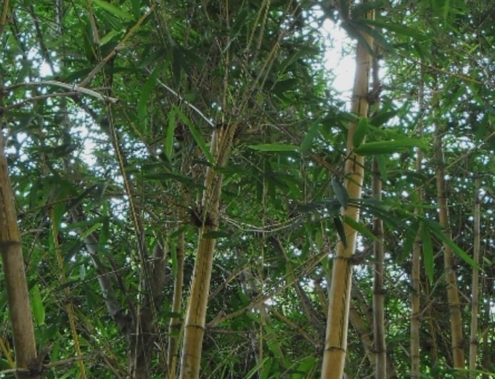 ಬಿದಿರು: ಒಂದು ಅದ್ಭುತ ಔಷಧೀಯ ಮೂಲಿಕೆ
