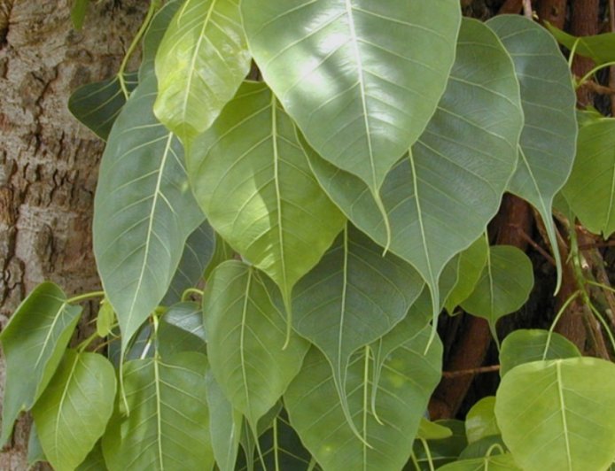 ಅಶ್ವತ್ಥ ವೃಕ್ಷ: ಪವಿತ್ರತೆ & ಔಷಧೀಯ ಮಹತ್ವ