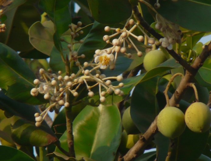 ಪುನ್ನಾಗ: ಇದರ ಉಪಯೋಗಗಳೇನು ಗೊತ್ತಾ?