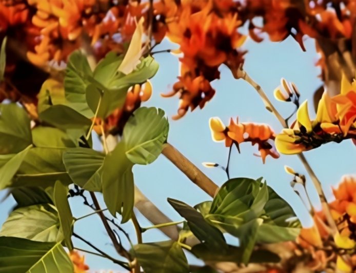 ಪಲಾಶ: ಕಾಡಿನ ಜ್ವಾಲೆ.. ಇದರ ಪ್ರಯೋಜನಗಳೇನು?