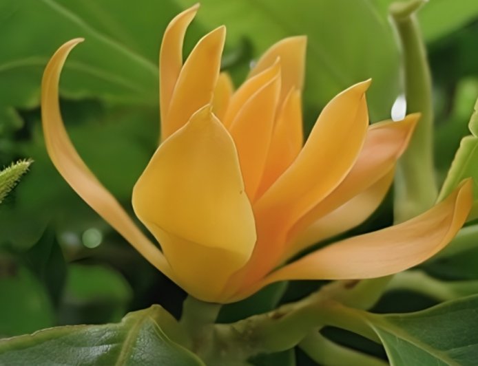ಸಂಪಿಗೆ: ಸುಗಂಧಭರಿತ ಔಷಧೀಯ ಸಂಪತ್ತು.. ಉಪಯೋಗಗಳೇನು?
