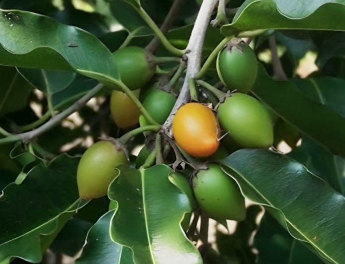 ಬಕುಲ: ಸುಗಂಧ & ಔಷಧದ ಸಂಗಮ.. ಉಪಯೋಗಗಳೇನು?