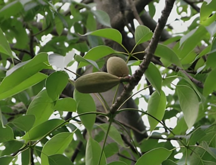 ಶಾಲ್ಮಲಿ ಮೂಲಿಕೆ: ಆರೋಗ್ಯ ವೃದ್ಧಿಗೆ ಸಹಕಾರಿ
