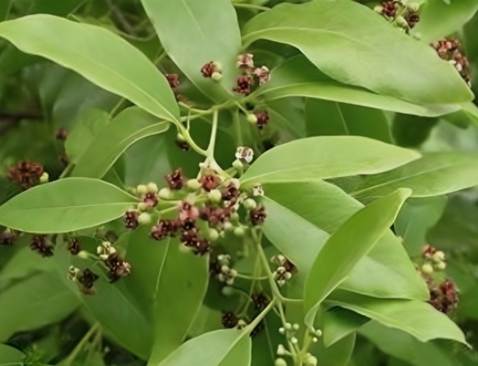 ಶ್ರೀಗಂಧದ ಆರೋಗ್ಯಕಾರಿ ಪ್ರಯೋಜನಗಳೇನು ಗೊತ್ತಾ?