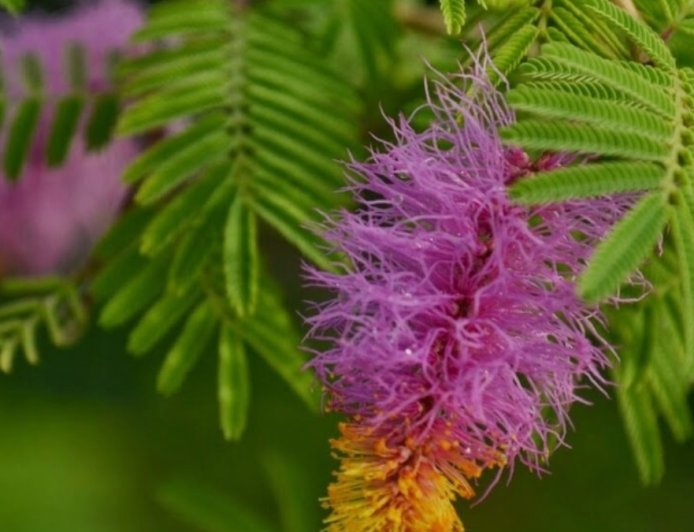 ಶಮಿ ವೃಕ್ಷ: ಆರೋಗ್ಯ ವೃದ್ಧಿಗೂ ಸಹಕಾರಿ
