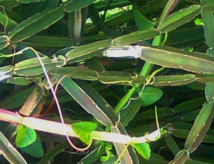 ಮಂಗರವಲ್ಲಿ: ಆರೋಗ್ಯಕಾರಿ ಪ್ರಯೋಜನಗಳೇನು ಗೊತ್ತಾ?