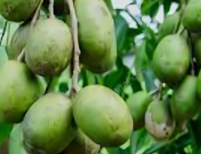 ಅಮಟೆ ಮರ: ಆರೋಗ್ಯಕಾರಿ ಪ್ರಯೋಜನಗಳೇನು ಗೊತ್ತಾ?