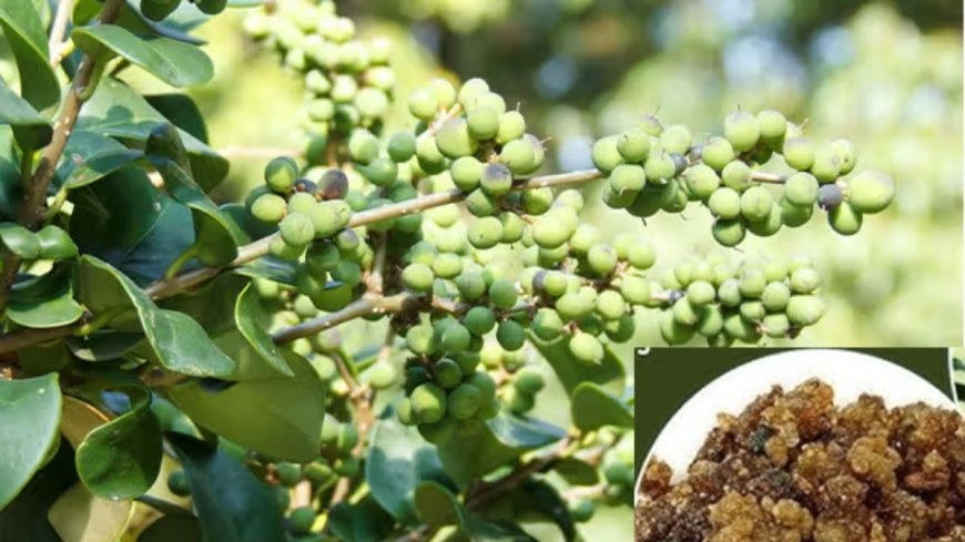 ಹಿತ್ತಲ ಗಿಡ ಮದ್ದು: ಗುಗ್ಗುಲು.. ಉಪಯೋಗಳೇನು?