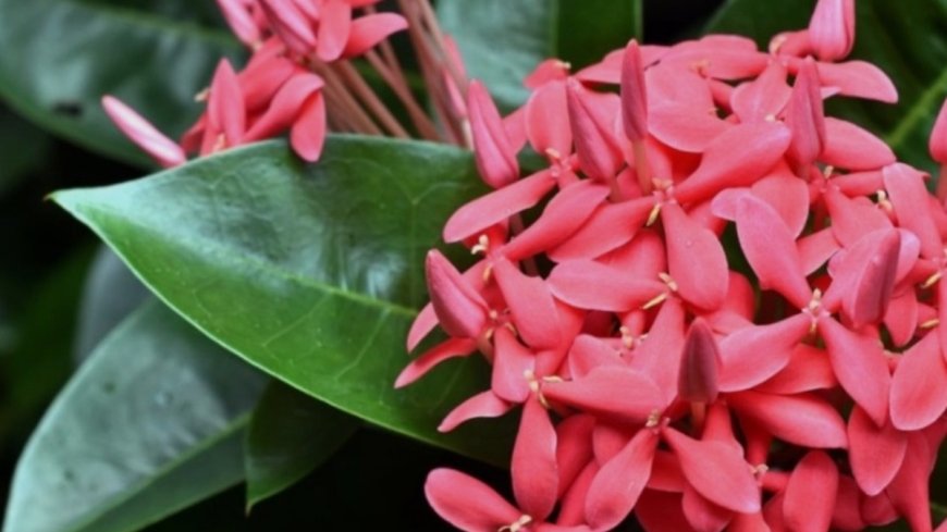 ಹಿತ್ತಲ ಗಿಡ ಮದ್ದು: ಇಕ್ಸೋರಾ.. ಇದರ ಪ್ರಯೋಜನಗಳೇನು?