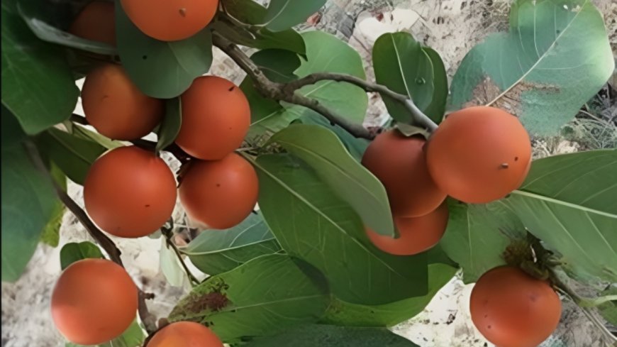 ಕಾಸರಕ: ಒಂದು ಅಮೂಲ್ಯ ಔಷಧೀಯ ಸಸ್ಯ.. ಉಪಯೋಗಗಳೇನು?