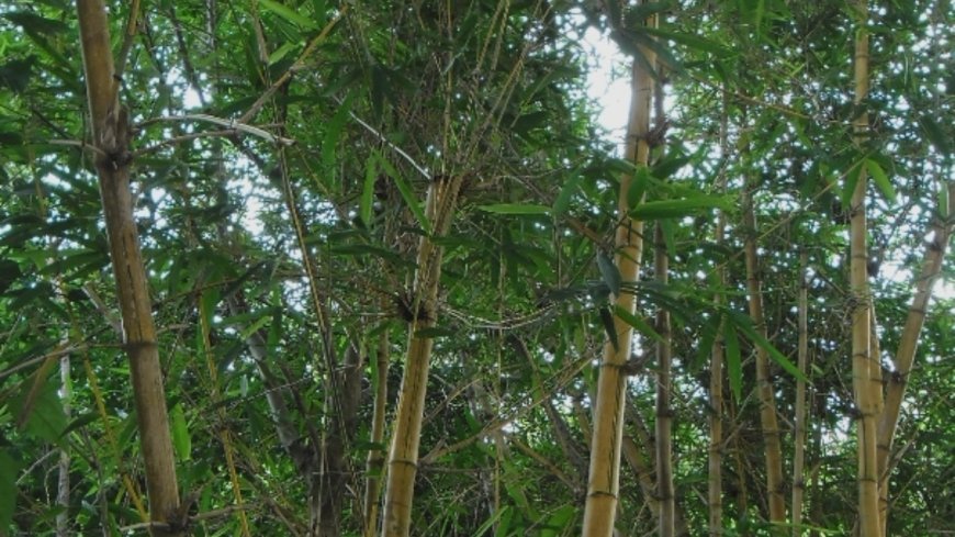 ಬಿದಿರು: ಒಂದು ಅದ್ಭುತ ಔಷಧೀಯ ಮೂಲಿಕೆ