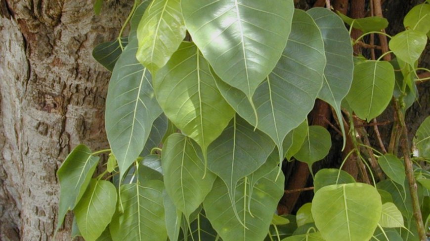 ಅಶ್ವತ್ಥ ವೃಕ್ಷ: ಪವಿತ್ರತೆ & ಔಷಧೀಯ ಮಹತ್ವ