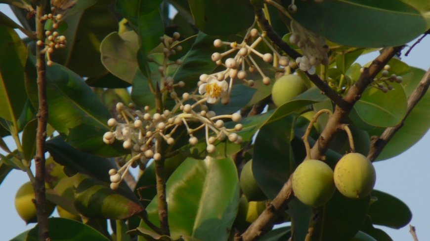 ಪುನ್ನಾಗ: ಇದರ ಉಪಯೋಗಗಳೇನು ಗೊತ್ತಾ?
